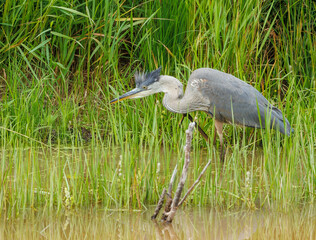 Great Blue Heron fishing on river bank