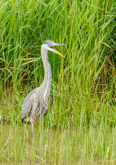 Great Blue Heron fishing on river bank