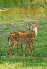 Twin white tailed fawns in grassy field 