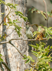 Phoebe flycatcher perched on tree branch