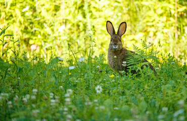 Snowshoe hare in summer time