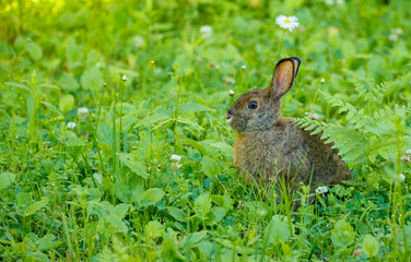 Snowshoe hare in summer time © Jen