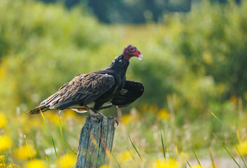 Turkey vulture perched on wooden post  
