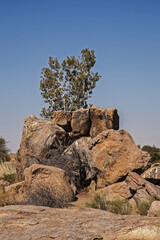 Namaqua Rock Fig (Ficus cordata) 11255