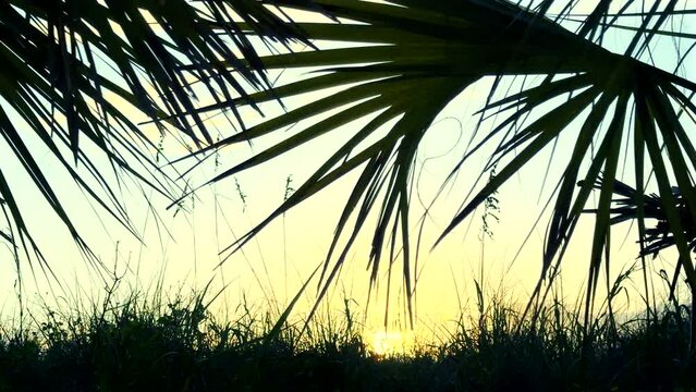 Palm tress and sunset at tropical island