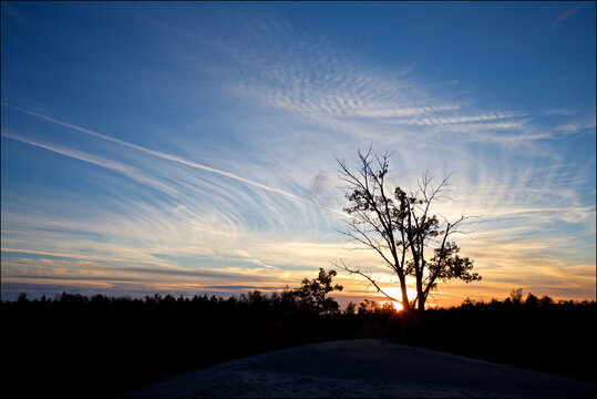 Cloudscape on sunset. Silhouette of the trees in the sand dune park with blue sky.