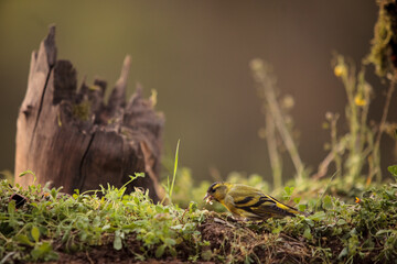 Green Tit looking for food in a tree
