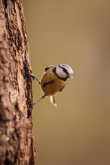 Obraz premium Blue Tit looking for food in a tree