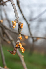 Close up of a branch on an apple tree that has been chewed by a rabbit