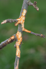 Naklejka premium Close up of a branch on an apple tree that has been chewed by a rabbit