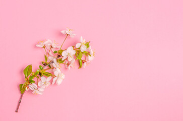 Blossoming cherry branch on a pink background.