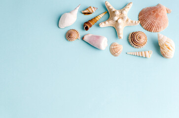 Seashells on a blue background with space for text.