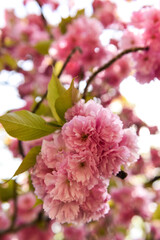 pink cherry blossom