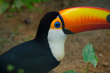 Portrait of colorful tropical bird Tucan. Wildlife animal near Manaus, Amazonas state, Brazil, South America.