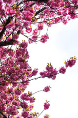 Botanical garden beauty.