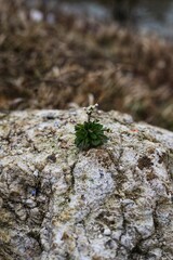 flower on stone