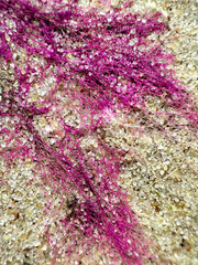 Purple pink seaweeds in the sand under the sand on the beach in summer