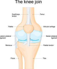 structure of a human knee joint