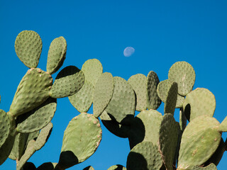 Prickle pear cactus with blue sky and the moon © Robert Pennington