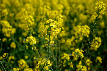 Yellow blooming rapeseed field. Rapeseed is grown for the production of animal feeds, vegetable oils and biodiesel