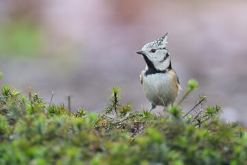 haubenmeise parus cristatus