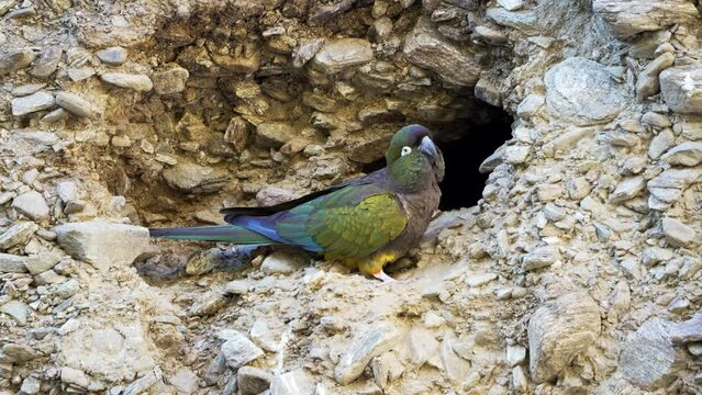 Burrowing parakeets (Cyanoliseus patagonus) in San Luis, Argentina, captured in stunning slow motion 4k 