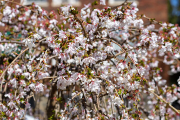 Weeping Cherry Blossom Tree Close Up