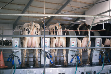 milking cows on the farm