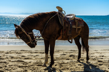Horse Standing on the Beach
