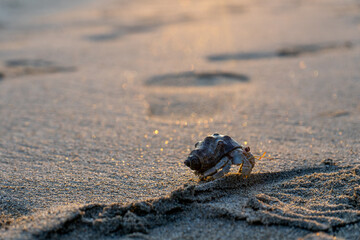 Hermit Crab Closeup on Beach