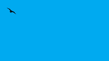 Black birds and blue background