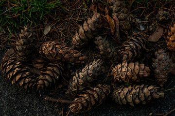 pine cones on ground in golden hour
