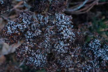 frost plants and vines on ground