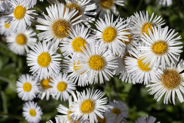 Obraz premium White Daisy Flowers Blooming Close Up