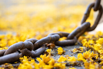Macro de cadena entre pétalos amarillos