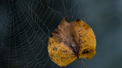leaf on spiderweb