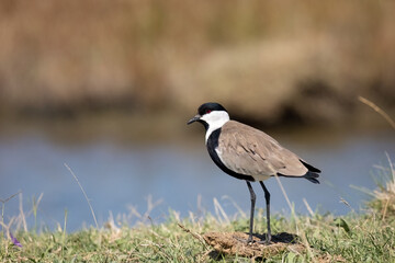 Spur-winged lapwing or plover Vanellus spinosus on Delta Evros Greece.