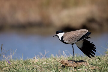 Spur-winged lapwing or plover Vanellus spinosus on Delta Evros Greece.