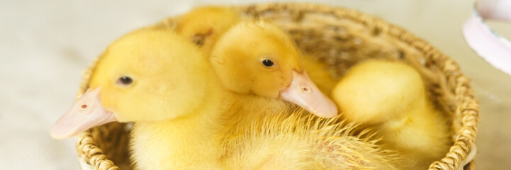 Live yellow ducks in a wicker basket made of matting close-up. the concept of raising animals on a...