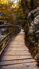 Obraz premium path in the forest