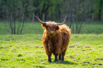 scottish highland cow in a pasture - obrazy, fototapety, plakaty