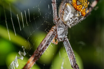Araña plateada con amarillo vista lateral
