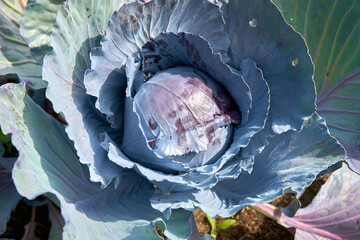 Purple Cabbage Close-up in Field. A purple cabbage ready for harvest in the field.

