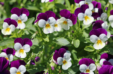 Purple white Pansy flowers