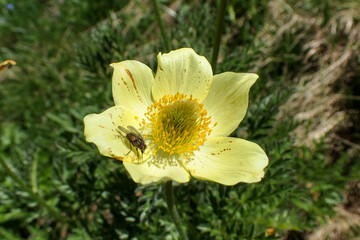 panoramic alpine landscape of the Campolungo region
