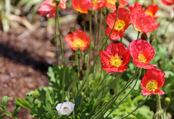 Red Poppy flowers with an insect - Fort Worth Botanic Garden, Texas