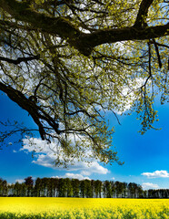 tree in the field and blue sky