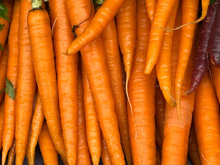 Orange colored fresh organic carrots