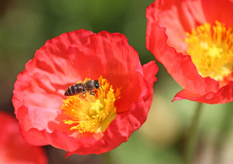 Red Poppy with a bee - Fort Worth Botanic Garden, Texas
