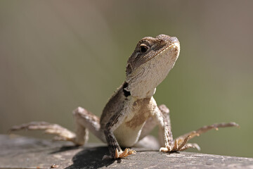 Australian Jacky Lizard basking with fingers and toes raised off hot surface